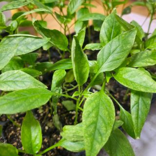 이즈님의 고추 · 병해충상담 작성글 사진