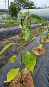 팜모닝 고추·병해충상담 게시글 이미지