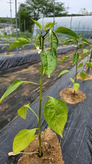 홍정옥님의 고추 · 병해충상담 작성글 사진