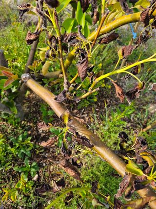 최기덕님의 배 · 병해충상담 작성글 사진