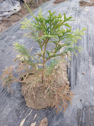 늘티님의 들깨 · 병해충상담 작성글 사진