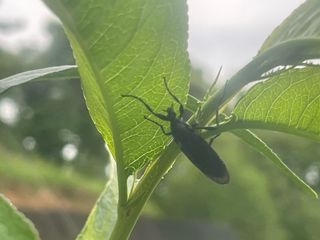 시동블루베리님의 복숭아 · 병해충상담 작성글 사진