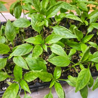 이즈님의 고추 · 병해충상담 작성글 사진