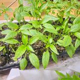 팜모닝 고추·병해충상담 게시글 이미지