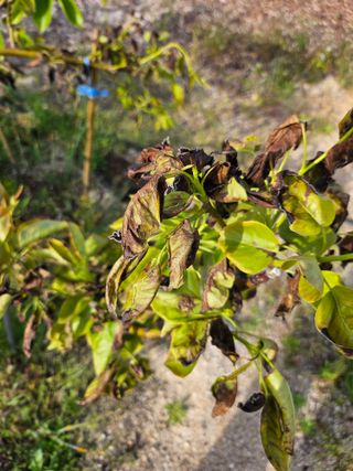 최기덕님의 배 · 병해충상담 작성글 사진