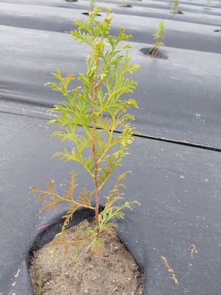 늘티님의 들깨 · 병해충상담 작성글 사진