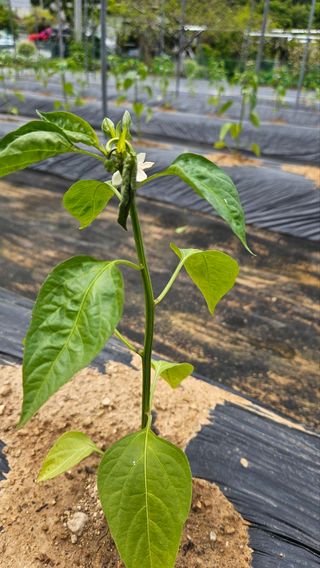 홍정옥님의 고추 · 병해충상담 작성글 사진