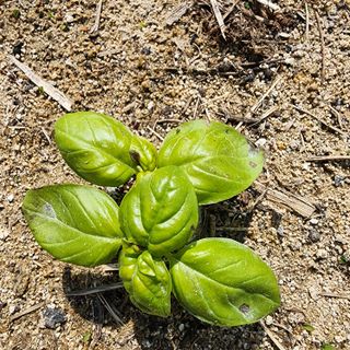 초보텃밭님의 기타작물 · 병해충상담 작성글 사진