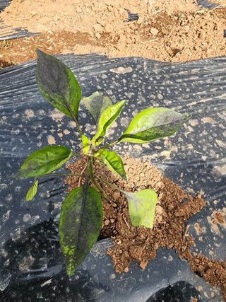 참깨20616님의 고추 · 병해충상담 작성글 사진