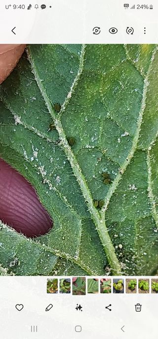 초보텃밭님의 기타작물 · 병해충상담 작성글 사진