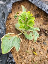 팜모닝 기타작물·병해충상담 게시글 이미지