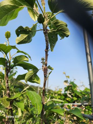 내 사랑색소폰님의 사과 · 병해충상담 작성글 사진