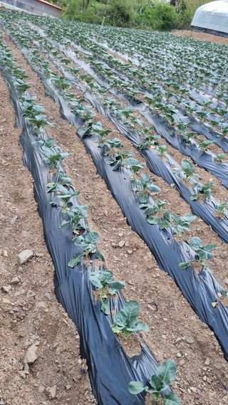 이상균님의 기타작물 · 병해충상담 작성글 사진