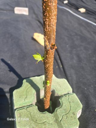 뚝방님의 감 · 병해충상담 작성글 사진