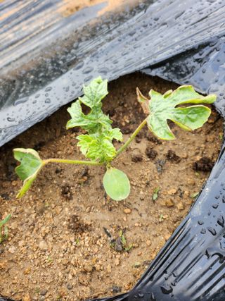 황공이오님의 기타작물 · 병해충상담 작성글 사진