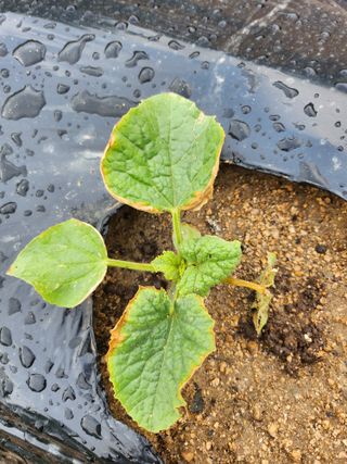황공이오님의 기타작물 · 병해충상담 작성글 사진