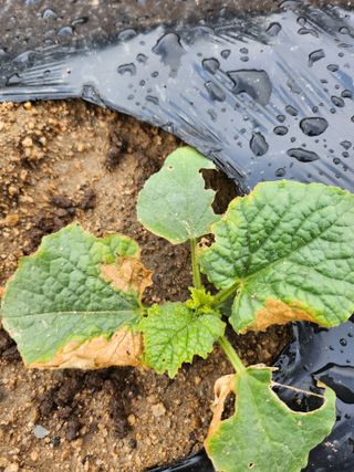 황공이오님의 기타작물 · 병해충상담 작성글 사진