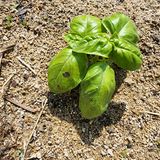 팜모닝 기타작물·병해충상담 게시글 이미지