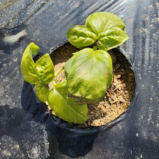 초보텃밭님의 기타작물 · 병해충상담 작성글 사진