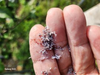 내 사랑색소폰님의 사과 · 병해충상담 작성글 사진