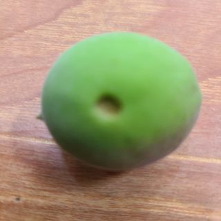 이재윤님의 매실 · 병해충상담 작성글 사진