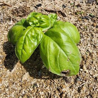 초보텃밭님의 기타작물 · 병해충상담 작성글 사진