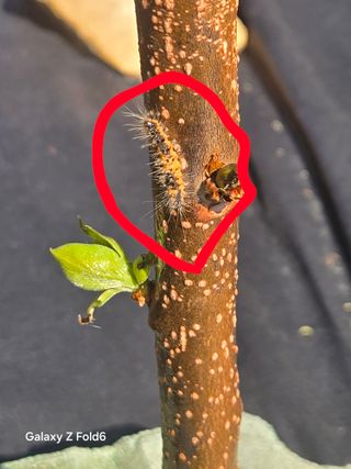 뚝방님의 감 · 병해충상담 작성글 사진