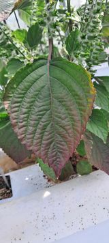 팜모닝 들깨·병해충상담 게시글 이미지