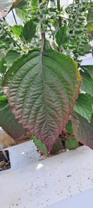 송제민님의 들깨 · 병해충상담 작성글 사진