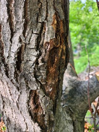 이기정님의 기타작물 · 병해충상담 작성글 사진
