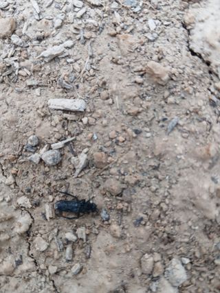 김동주님의 감자 · 병해충상담 작성글 사진