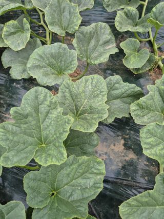 홍선표(지현네멜론)님의 기타작물 · 병해충상담 작성글 사진