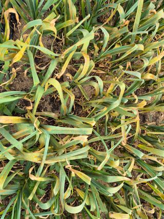 초보농부님의 마늘 · 병해충상담 작성글 사진