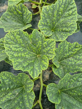 홍선표(지현네멜론)님의 기타작물 · 병해충상담 작성글 사진