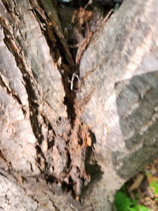 이기정님의 기타작물 · 병해충상담 작성글 사진