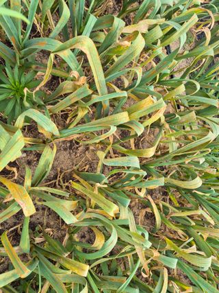 초보농부님의 마늘 · 병해충상담 작성글 사진