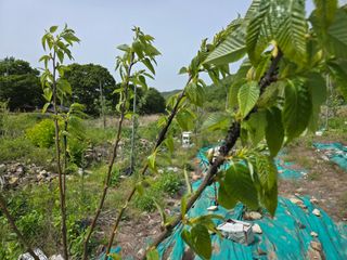 농막쥔님의 기타작물 · 병해충상담 작성글 사진