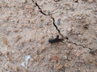 김동주님의 감자 · 병해충상담 작성글 사진