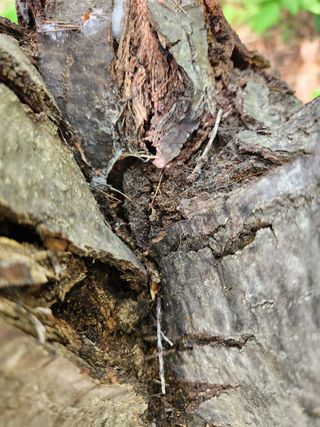 이기정님의 기타작물 · 병해충상담 작성글 사진