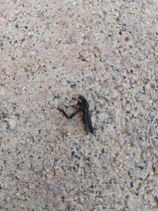 김동주님의 감자 · 병해충상담 작성글 사진