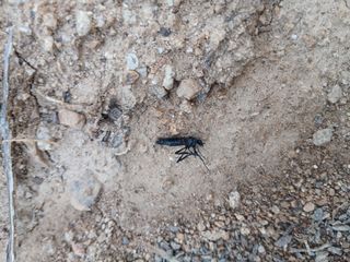 김동주님의 감자 · 병해충상담 작성글 사진