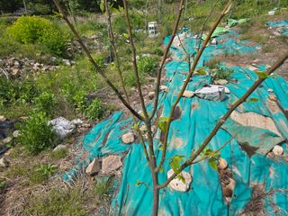 농막쥔님의 기타작물 · 병해충상담 작성글 사진
