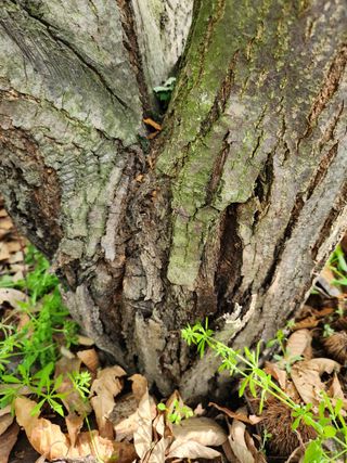 이기정님의 기타작물 · 병해충상담 작성글 사진