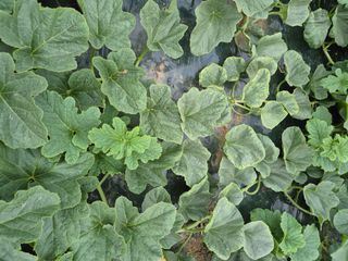 홍선표(지현네멜론)님의 기타작물 · 병해충상담 작성글 사진