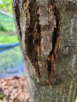 이기정님의 기타작물 · 병해충상담 작성글 사진