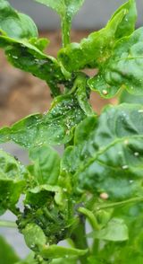 팜모닝 고추·병해충상담 게시글 이미지