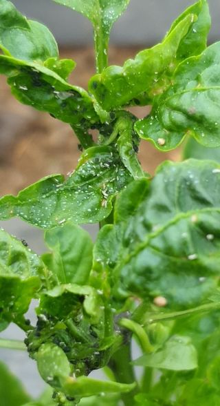 이상협님의 고추 · 병해충상담 작성글 사진