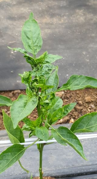 이상협님의 고추 · 병해충상담 작성글 사진