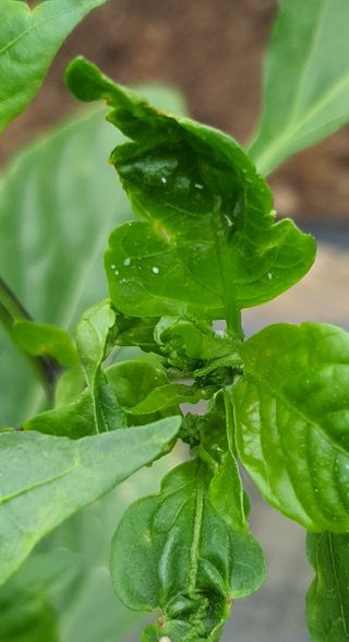 이상협님의 고추 · 병해충상담 작성글 사진