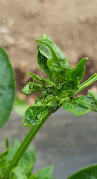 이상협님의 고추 · 병해충상담 작성글 사진